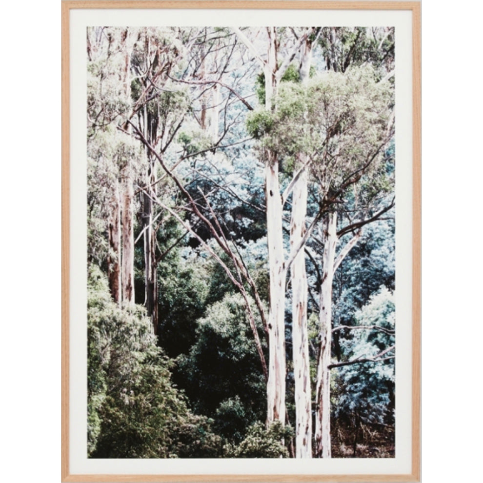 EUCALYPTUS CANOPY